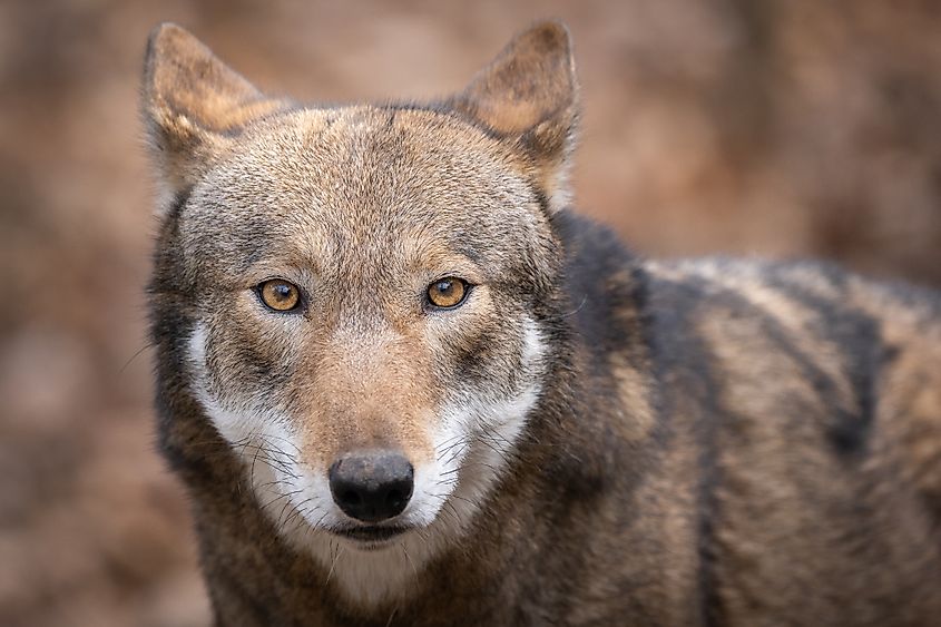 Close-up of a red wolf.