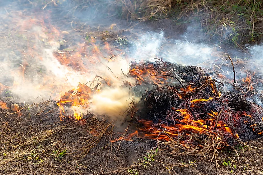 Stubble burning