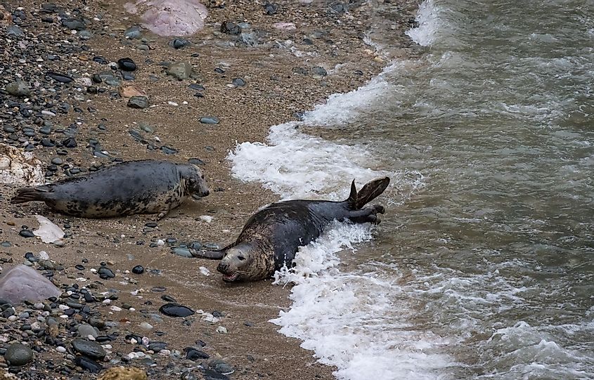Grey seals on the beach at Penrhyn Bay, Irish Sea.