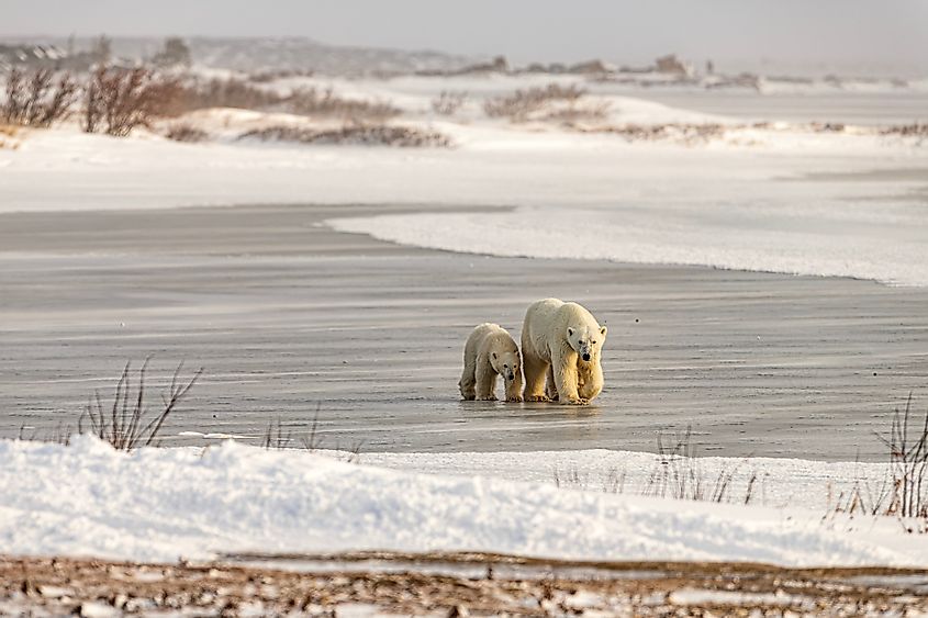 The life of polar bears around Churchill, Canada