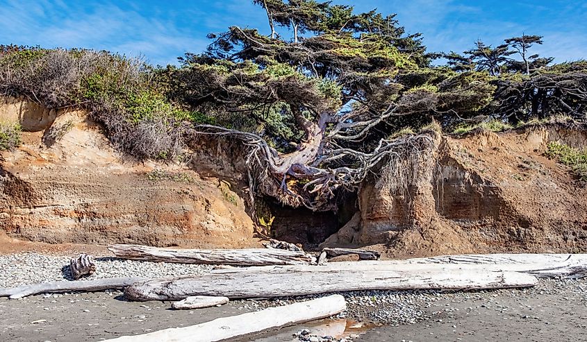 Tree of Life at Kalaloch Beach, Olympic National Park