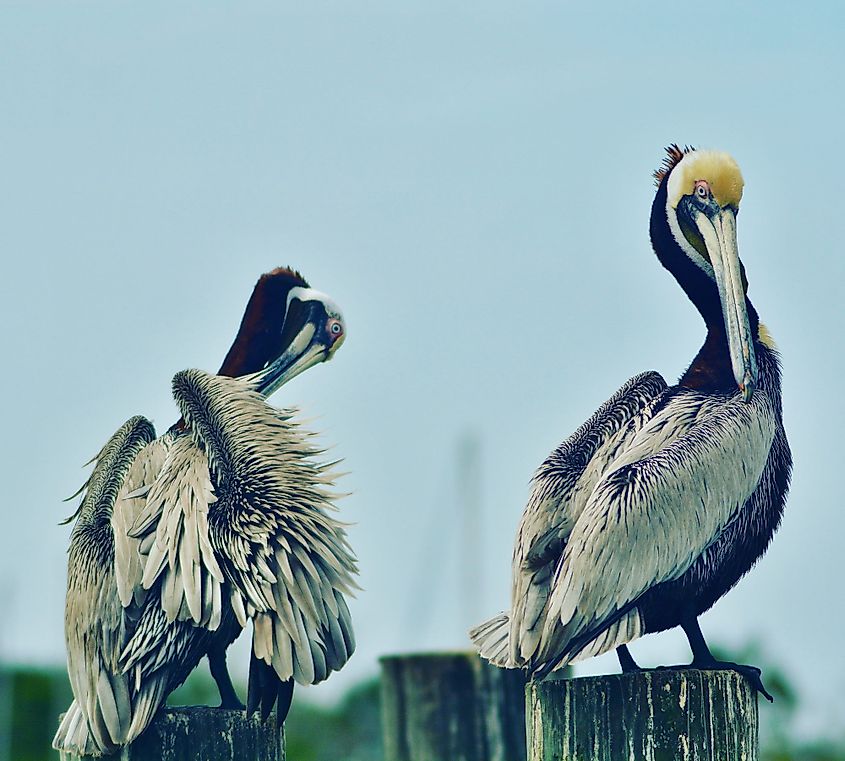 Pelicans fluffing in front of Apalachicola Bay, Florida