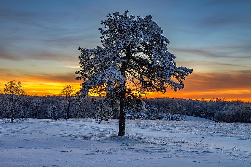 Single pine tree and fresh snow at Cumberland Gap National Park.