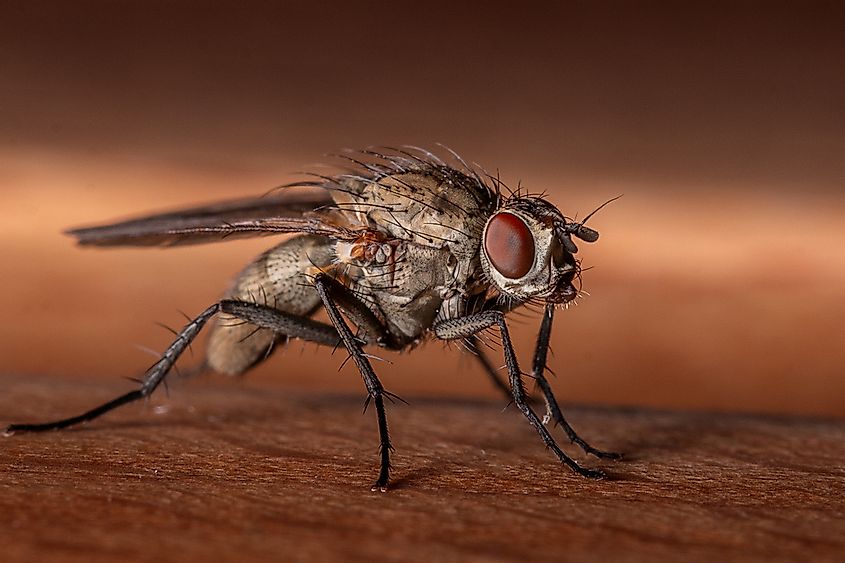 Macro shot of a housefly 