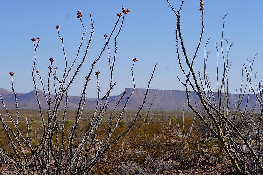 Blooming ocotillo (Fouquieria splendens) with vivid red-orange buds frames a sweeping Chihuahuan Desert landscape in Hudspeth County, West Texas