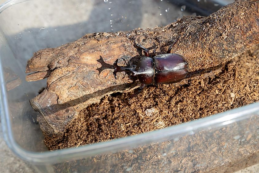 A male beetle in an acrylic case