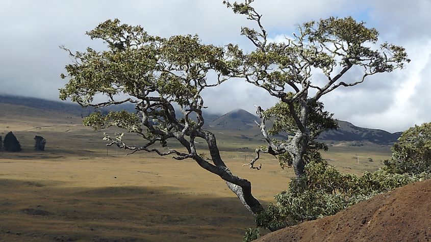 Hawaiian Koa, Hawaii