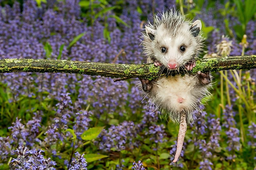 Virginia opossums are helping control ticks and Lyme Disease in California.