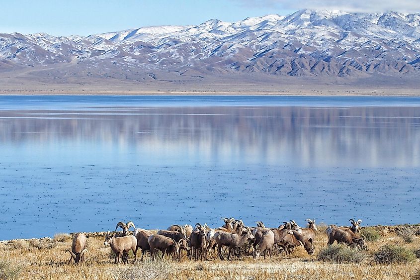 Bighorn sheep at Walker Lake.