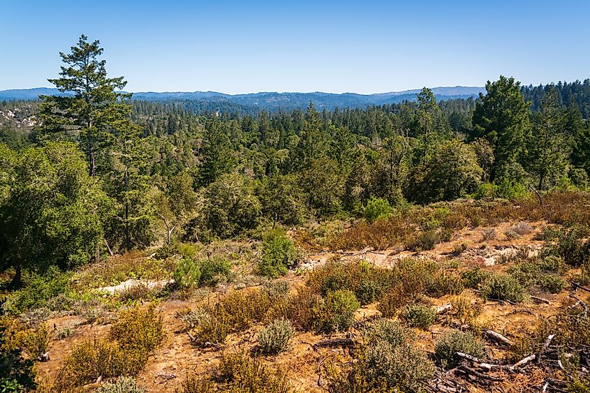Henry Cowell Redwoods State Park, California.