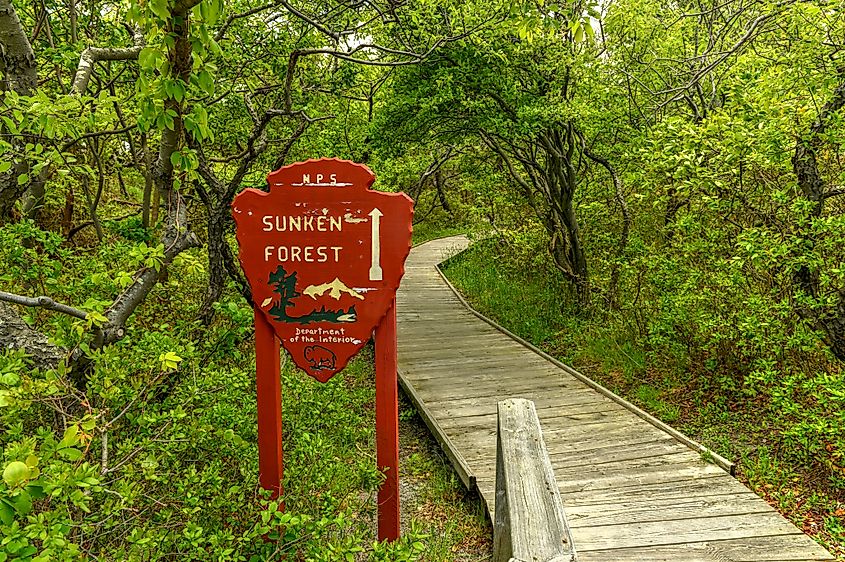 Entrance to the Sunken Forest in Fire Island, Long Island, New York.