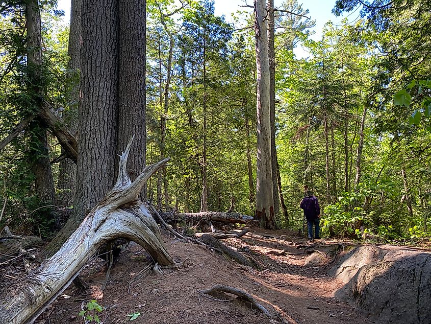A man with a walking stick walks a rugged trail through the woods.