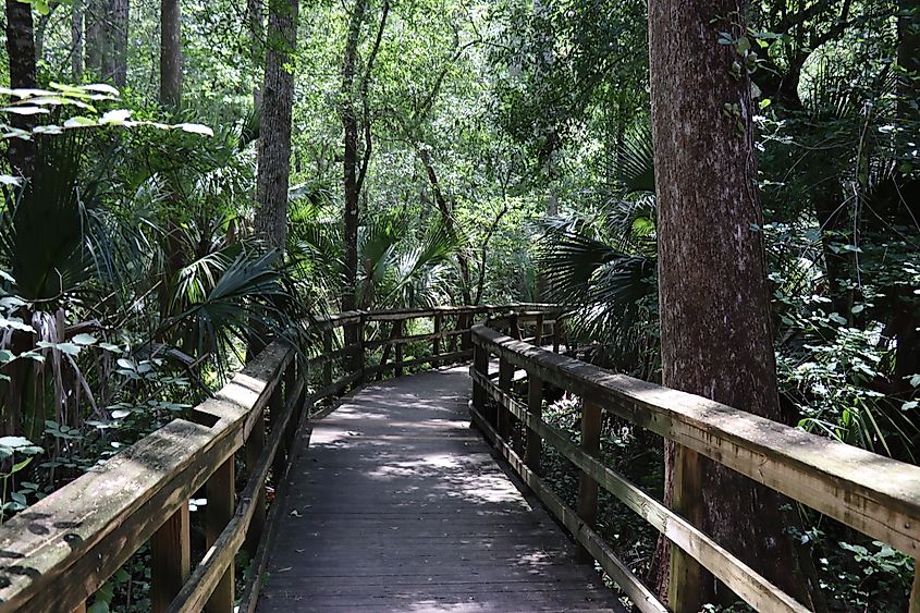 Highlands Hammock State Park, Florida.