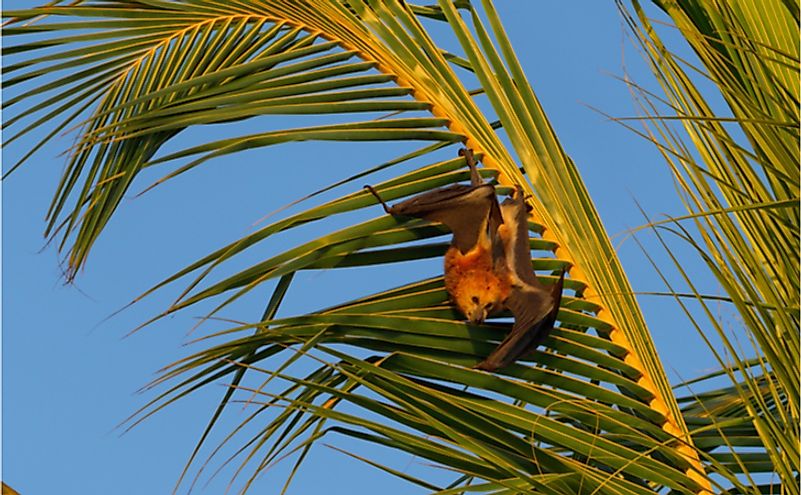 Mauritian flying fox (Pteropus niger) sitting in a palm tree near Le Morne in Mauritius, Africa.