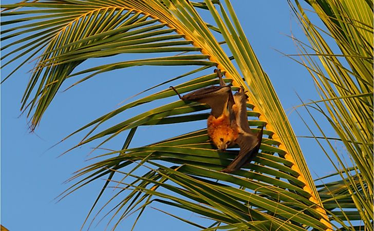 Mauritian flying fox (Pteropus niger) sitting in a palm tree near Le Morne in Mauritius, Africa.