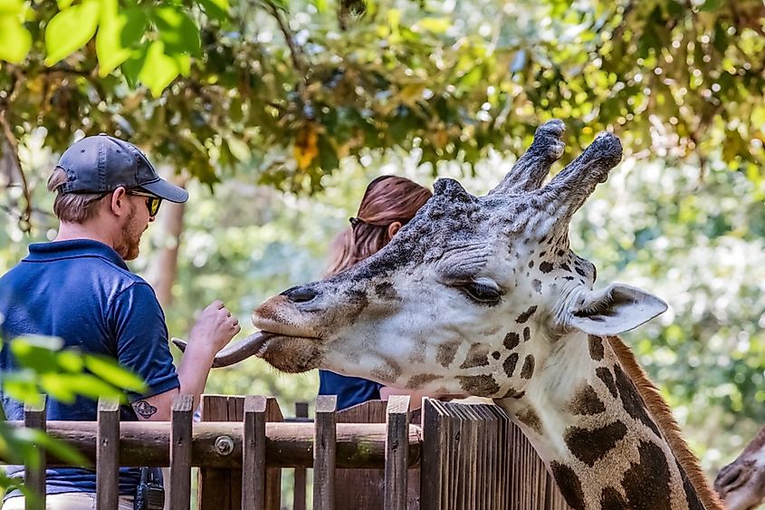 Zoo staff feeding a giraffe at the North Carolina Zoo in Asheboro. Image: JNix / Shutterstock.