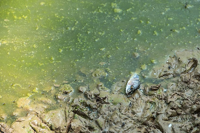 Dead fish in mud along a body of water.