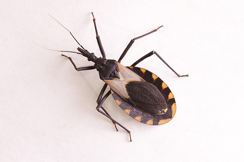 Assassin bug