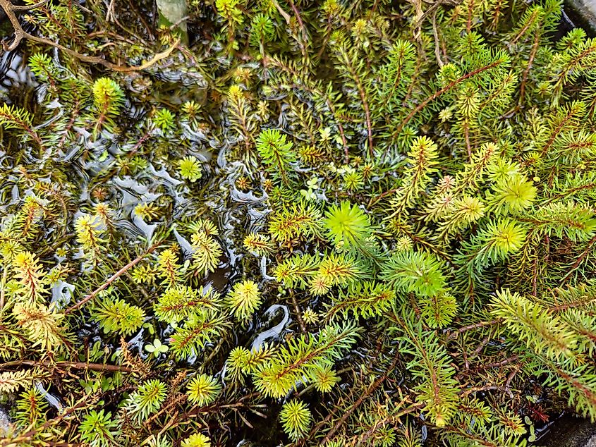 Eurasian Water-Milfoil (Myriophyllum spicatum)