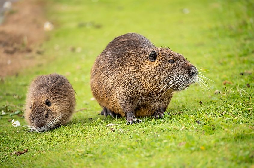 A muskrat with its young.