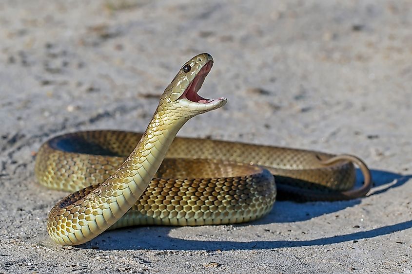 An Eastern tiger snake in a strike position.