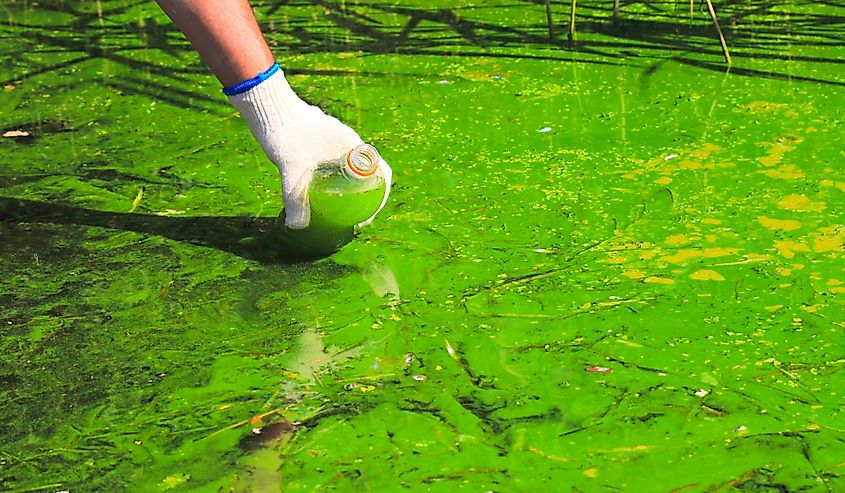 A man collects green water in a bottle for analysis.