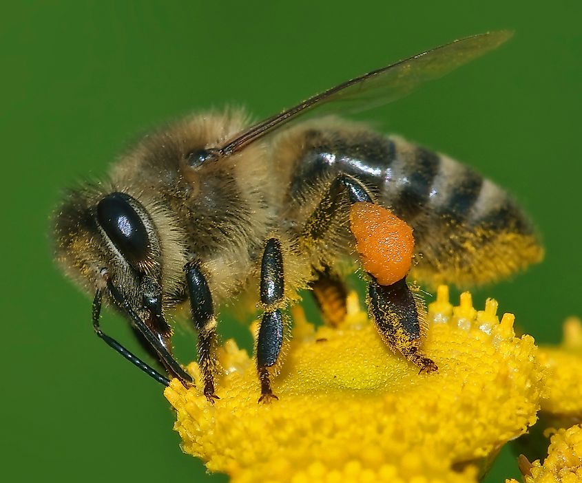 Western honey bee. Andreas Trepte - Own work via Wikicommons