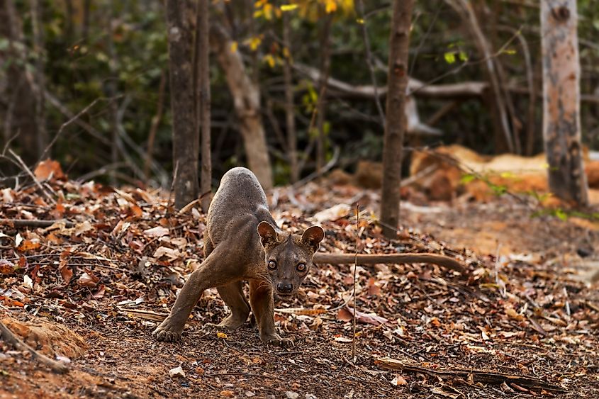 A fossa in its natural habitat in Madagascar.