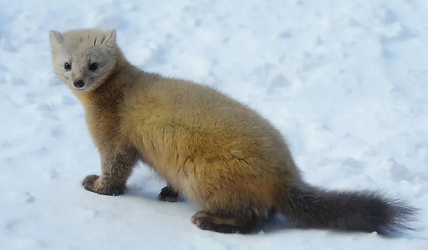 Sable (Martes zibellina) in its winter coat in the snow of Yoroushi, Hokkaido Island, Japan