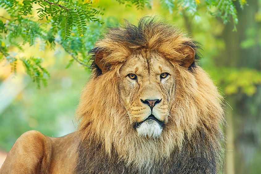 Panthera leo leo is a lion subspecies present in West Africa