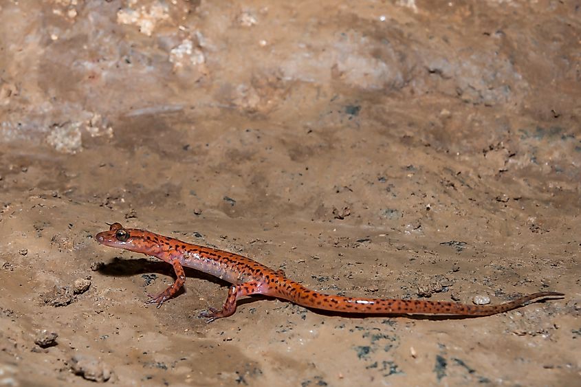Spotted-tail Cave Salamander (Eurycea lucifuga)