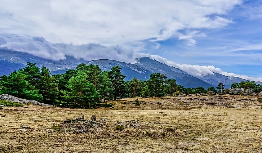 Evergreen forest landscape of the Iberian Peninsula