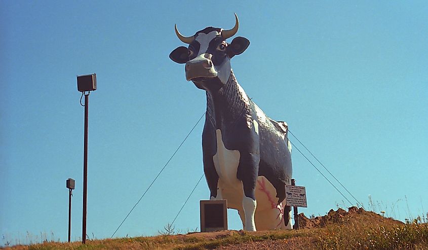 Holstein Cow in New Salem, North Dakota.