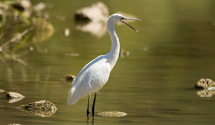 Little Egret in its habitat on the River Guadalquivir