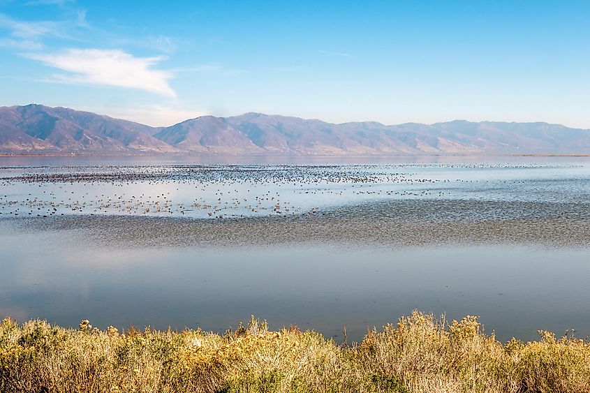 Birds in the Great Salt Lake, Utah.