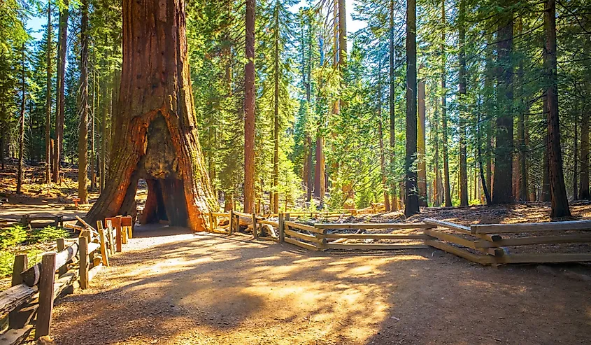 Tunnel Tree, Mariposa Grove, Yosemite National Park, California.