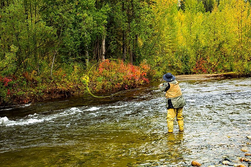 A man fly fishing for salmon on a small stream near Talkeetna, Alaska.