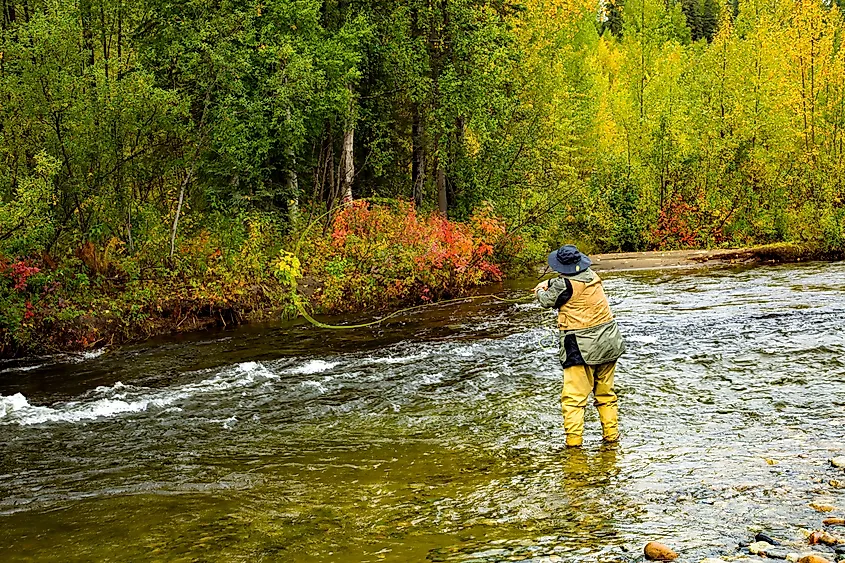 A man fly fishing for salmon on a small stream near Talkeetna, Alaska