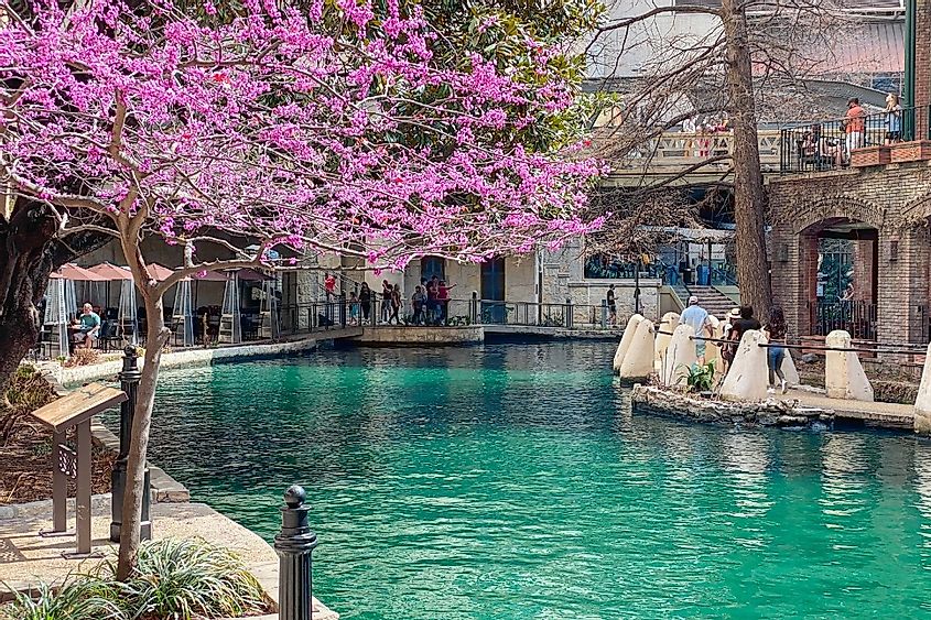 View of the San Antonio River walk. Sunny day. Famous tourist place. Pink blooming tree by the river