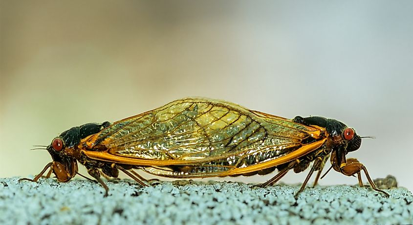 Periodic (17-year) cidadas (Magicicada sp.) mating. 