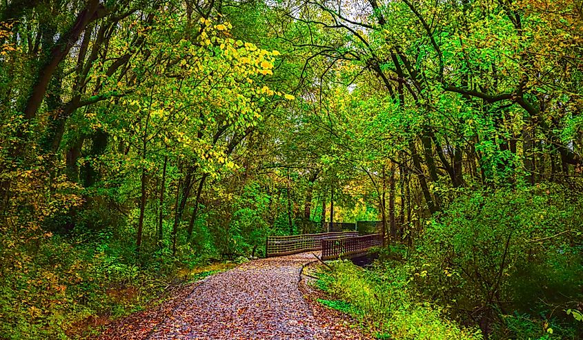 Fall colors on the trees along Swamp Rabbit Trail in Downtown Greenville South Carolina 