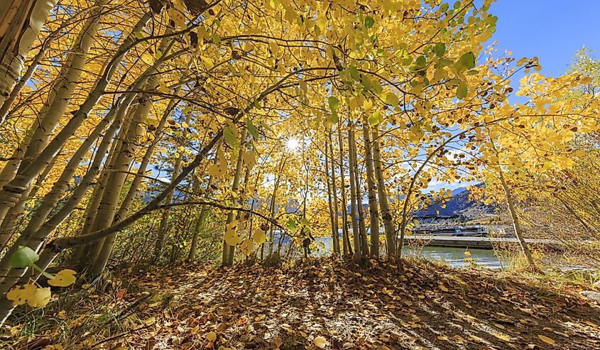 Beautiful fall color at Gull Lake in June Lake Loop, California.