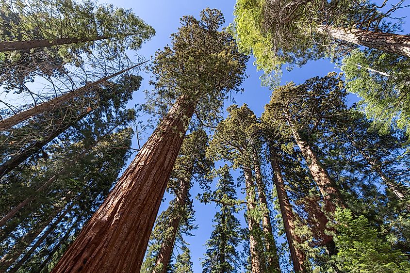 Mariposa Grove of giant sequoias.