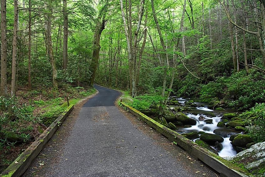 Roaring Fork Motor Nature Trail, Great Smokey Mountains National Park