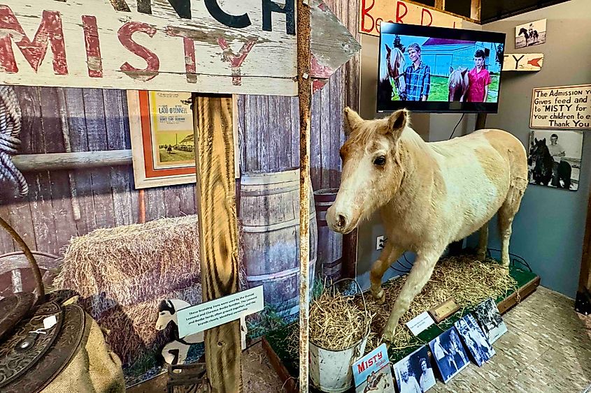 Misty display at Chincoteague Island Museum Image Credit Bryan Dearsley