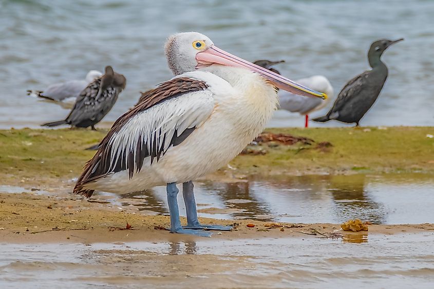 A pelican and other water birds at Mallacoota Inlet foreshore in Mallacoota, Victoria, Australia