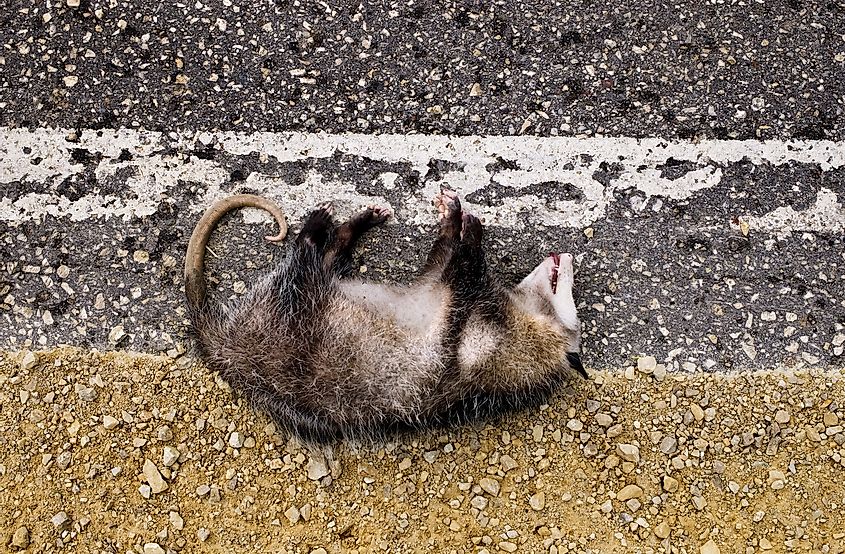 Animals That Are The Biggest Road-Kill Victims In America - WorldAtlas