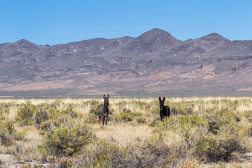 Wild burros just north of the Sheldon National Wildlife Refuge