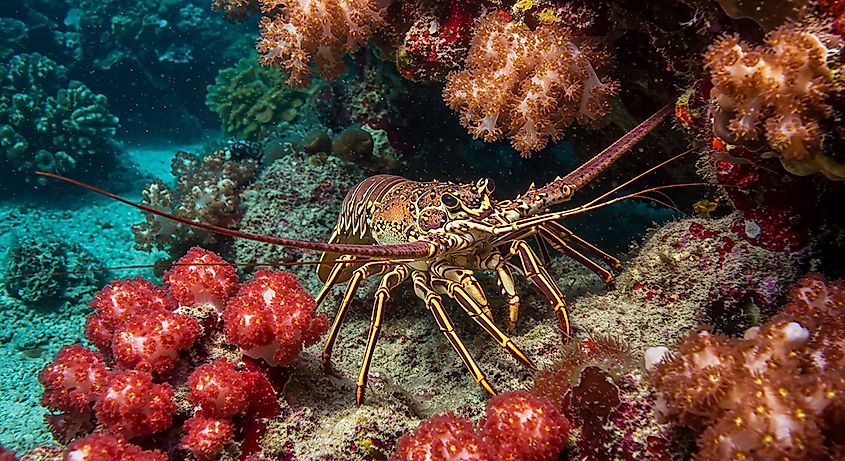 A Caribbean spiny lobster on a coral reef underwater