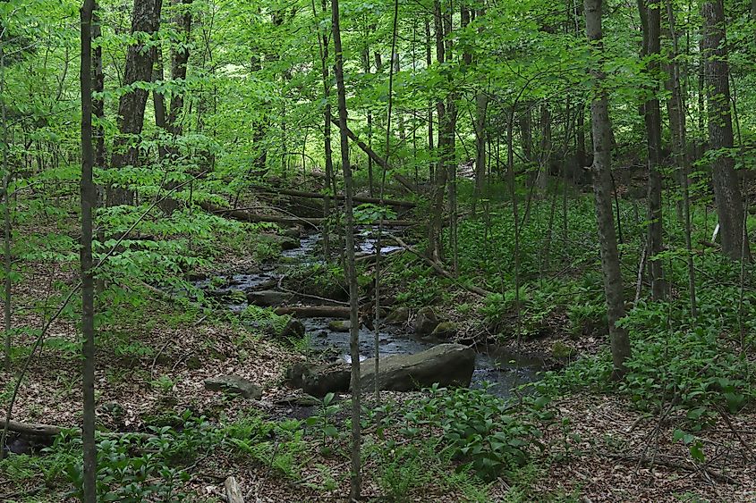 Pleasant Valley Wildlife Sanctuary, Lenox, Massachusetts.